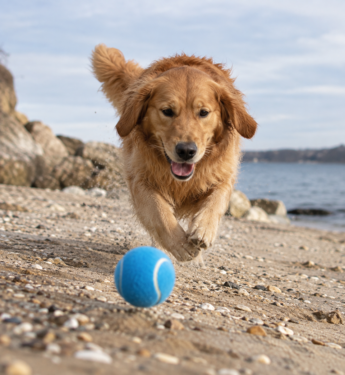 Rubber Tennis Ball Dog Toys – 3 Pack